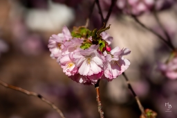 Körsbärsblommor i rosa och vitt